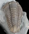 Bargain, Prone Flexicalymene Trilobite - Ohio #61041-3
